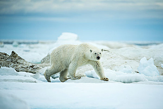 加拿大,努纳武特,领土,北极熊,棕熊,走,海冰,冰冻,海峡,靠近,北极圈,哈得逊湾
