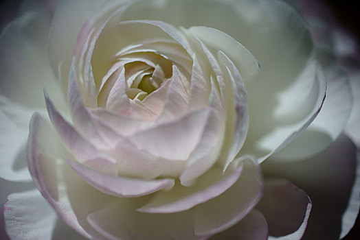 白色薔薇