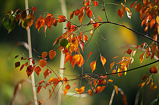 黟县木坑竹海的秋色