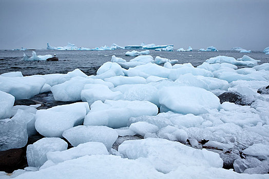 浮冰,冰山,南极半岛,南极