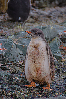 南极南乔治亚巴布亚企鹅金图企鹅宝宝