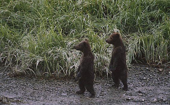 棕熊,幼兽,树林,阿拉斯加,美国