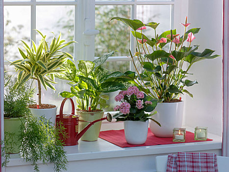 花烛属植物,粉色,冠军,高凉菜属