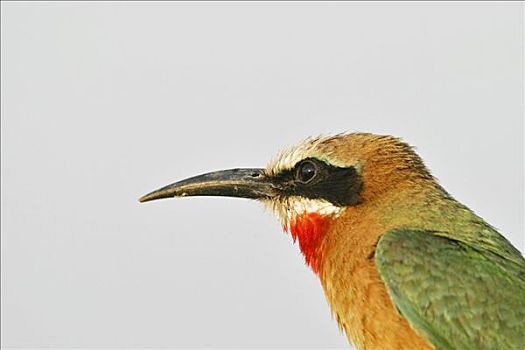 食蜂鸟,赞比西河,纳米比亚,非洲