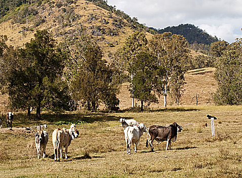 澳大利亚,自然,菜牛