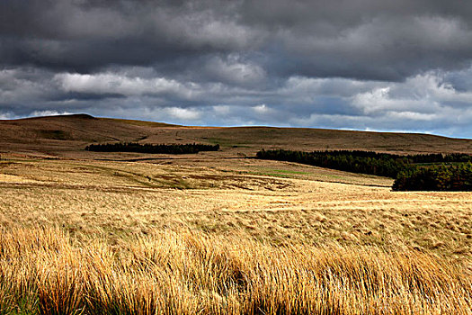 小麦,乌云,上方,诺森伯兰郡,英格兰