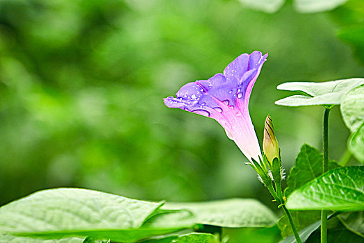 一朵喇叭花