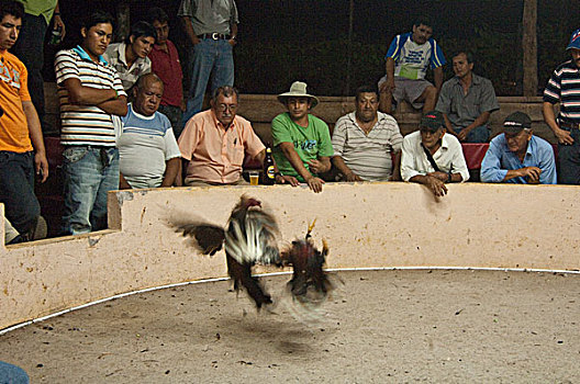 生活,鸡,家鸡,男性,公鸡,争斗,波多黎各,圣克鲁斯岛,加拉帕戈斯群岛,厄瓜多尔