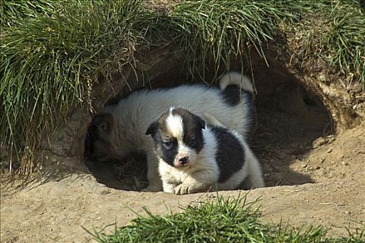 格陵兰,狗,小狗,犬科,雪橇狗,北极