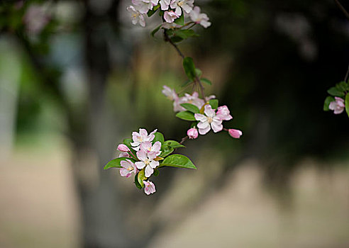 海棠花