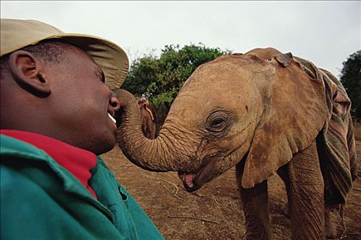 非洲象,看护,娇柔,一瞬,幼兽,孤儿,东察沃国家公园,肯尼亚