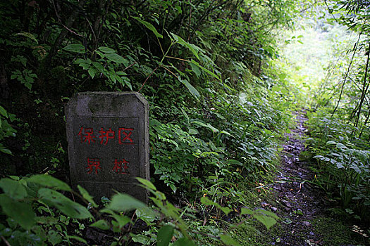 四川崇州鸡冠山保护区内的界桩