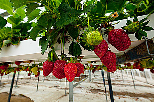 灌木篱墙,溶液栽培法,草莓,农场,马尔伯勒,南岛,新西兰