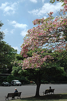 日本皇宫外苑樱花