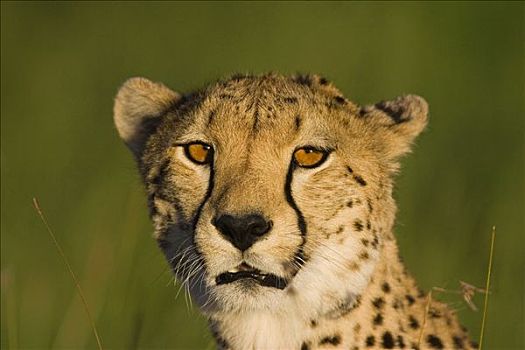 印度豹,猎豹,肖像,马赛马拉国家保护区,肯尼亚