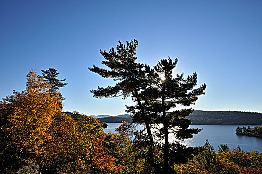 白色,松树,远眺,湖,萨德伯里,地区,安大略省,加拿大