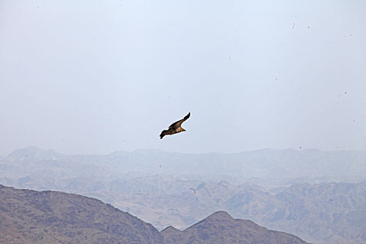 新疆哈密,天山上的,座山雕,天山高山兀鹫