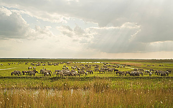原始,马,牧群,小马,湿地,荷兰,欧洲