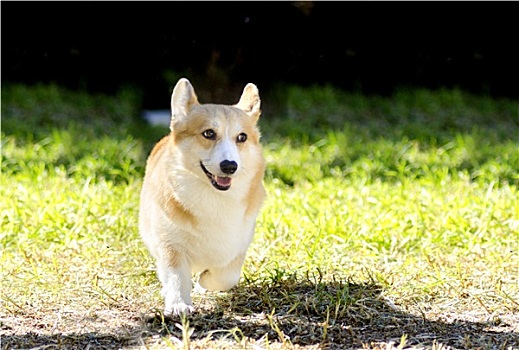 柯基犬