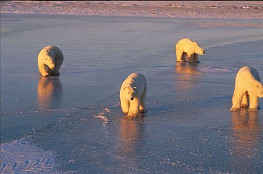 四个,北极熊,走,丘吉尔市,曼尼托巴,加拿大,日落