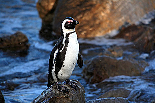 非洲企鹅,黑脚企鹅,湾,南非,非洲