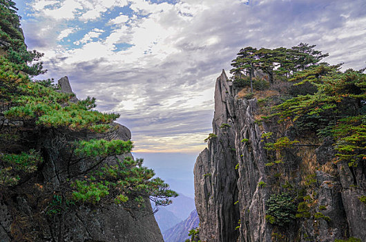 黄山松