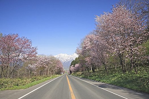 山,排,樱花,树