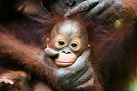猩猩,黑猩猩,幼仔,拿,母亲,檀中埠廷国立公园,婆罗洲,马来西亚,印度尼西亚