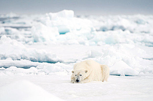 挪威,斯匹次卑尔根岛,成年,北极熊,大,公猪,休息,夏天,浮冰