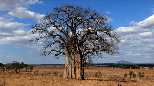 树,非洲