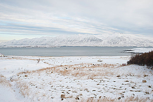 风景,区域,北方,冰岛