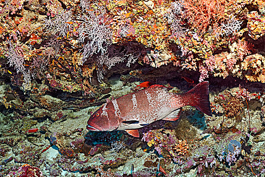珊瑚礁,印度洋,马尔代夫,亚洲