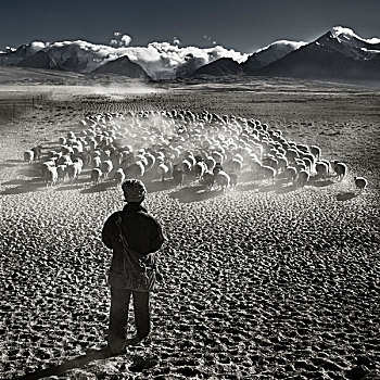 西藏希夏邦马峰下的牧羊人