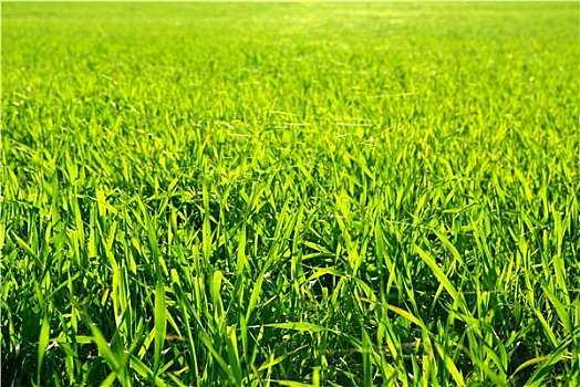 绿色,草坪