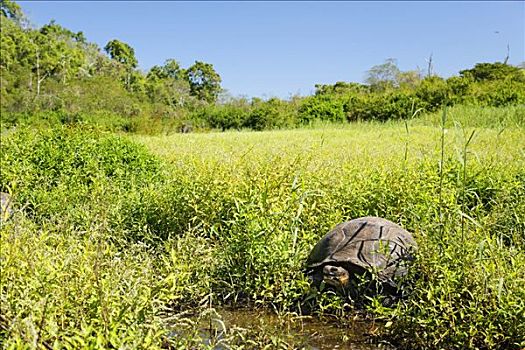 加拉帕戈斯巨龟,湿地,高地,圣克鲁斯岛,岛屿,加拉帕戈斯,群岛,厄瓜多尔,南美,太平洋