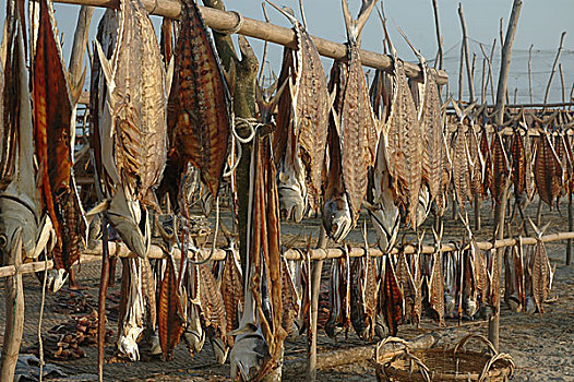 干燥,鱼肉,流行,大,产业,沿岸,区域,孟加拉,市场,2008年