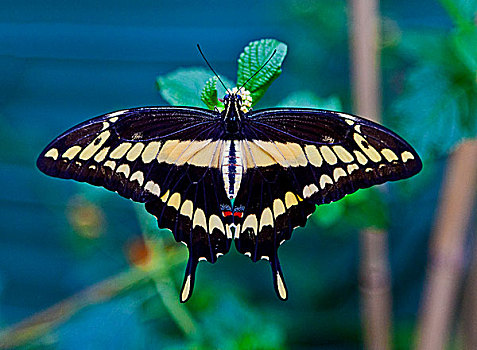 蝴蝶,翼,密歇根,美国