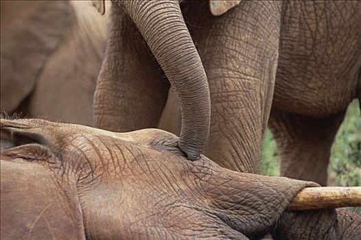 非洲象,幼兽,孤儿,东察沃国家公园,肯尼亚