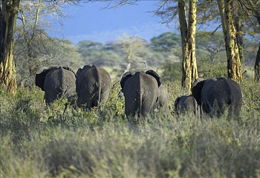 非洲,灌木,大象,非洲象,牧群,后视图,塞伦盖蒂,坦桑尼亚