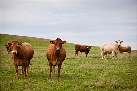 母牛,放牧,可爱,绿色,草场