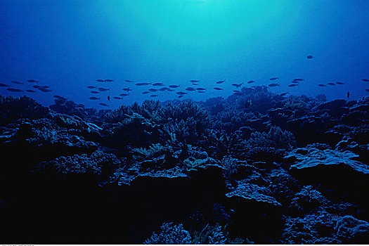水下视角,鱼,游动,珊瑚,礁石,贝劳,密克罗尼西亚
