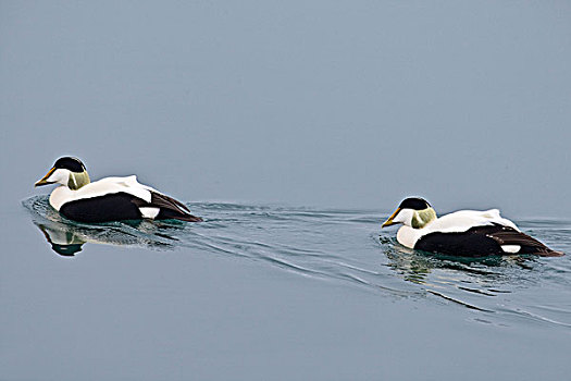 绒鸭,欧绒鸭,游泳,斯瓦尔巴特群岛,挪威