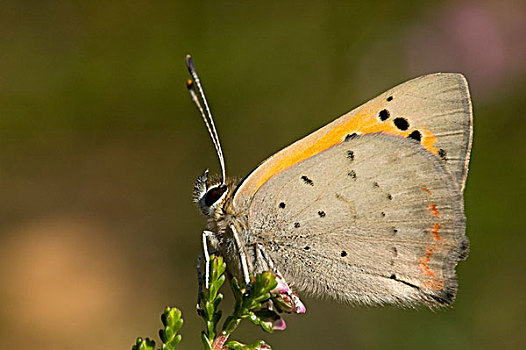 红灰蝶,蝴蝶,荷兰
