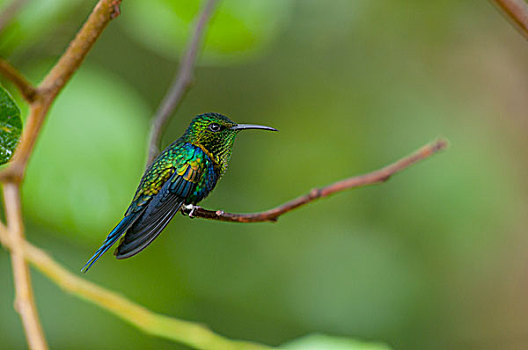 蜂鸟,亚马逊河,厄瓜多尔
