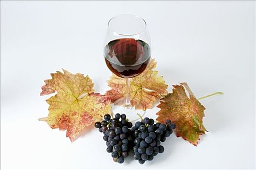 黑葡萄,品种,叶子,红酒杯