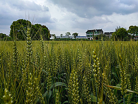 乡村田园,生态农业