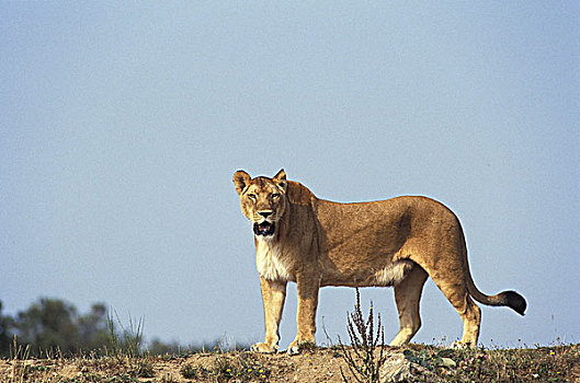非洲狮,狮子,女性,马赛马拉,公园,肯尼亚