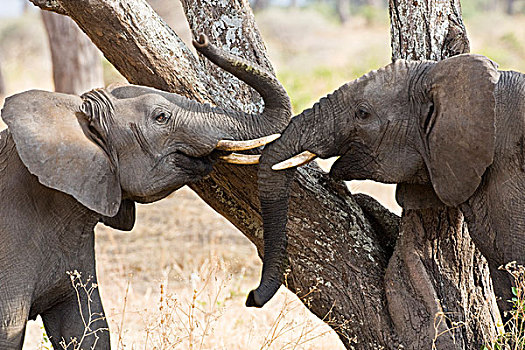 非洲,坦桑尼亚,幼兽,大象,出招,塔兰吉雷国家公园