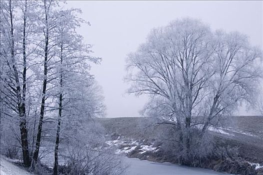 冰霜,白霜,雾,靠近,多瑙河,下巴伐利亚,德国