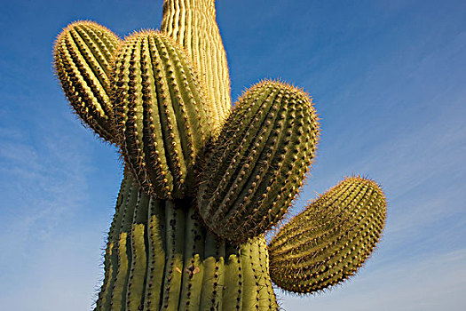 树形仙人掌,巨人柱仙人掌,仙人掌,萨瓜罗国家公园,亚利桑那